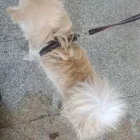 معاوضه با پرنده