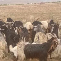 بز کهره دار فروشی ومیش بره دار