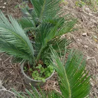 فروش سیکاس