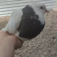 4 عدد کبوتر ماده