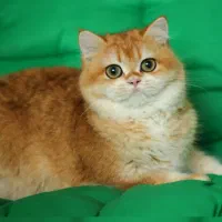 گربه های اصیل
