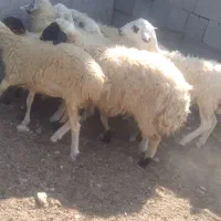 بره نر|حیوانات مزرعه|بندرعباس, |دیوار