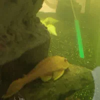 آکواریوم چینی با لوازم و ماهی|ماهی|مشهد, کوی ولیعصر|دیوار