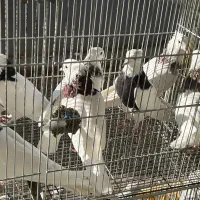 کبوتر طوقی.زاغ.کاشونی