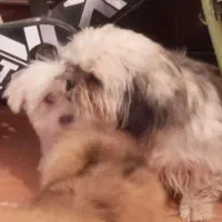 سگ ماده شیتزو|سگ|کرمان, |دیوار