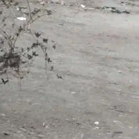 واگزاری سگ رایگان|سگ|ری, فیروزآبادی|دیوار