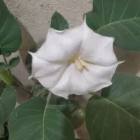 فروش منزل ویلایی دو طبقه|فروش خانه و ویلا|زاهدان, |دیوار