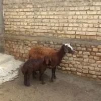 چهار عدد میش جوان زایید