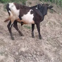 ورزا کوله چالوسی