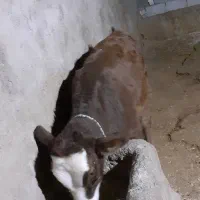 گوساله شیری|حیوانات مزرعه|ایذه, |دیوار