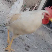 خروس|حیوانات مزرعه|بهارستان, |دیوار