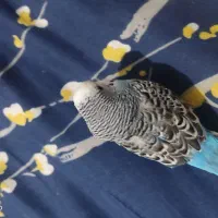 مرغ عشق|پرنده|لنجان, |دیوار