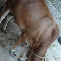 گاو نر چاق چله