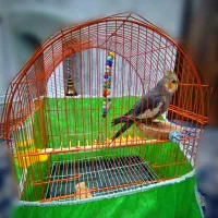 طوطی عروس هلندی|پرنده|پیرانشهر, |دیوار