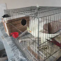 جفت عروس هلندی 6 تخم