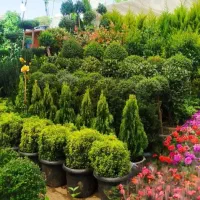 خدمات باغبانی صفرتاصد باغچه وگلدان درسراسرتهران
