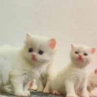 واگذاری توله پرشین و پرشین بالغ