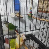 یک جفت مولد|پرنده|رودهن, |دیوار