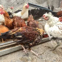 عروسک مرغ و خروس|اسباب‌بازی بچه|اردبیل, |دیوار