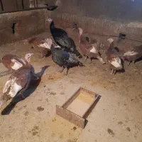 بوقلمون وخروس