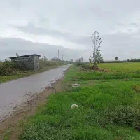 یک هکتار شالیزار با سند تک برگ بر جاده اصلی