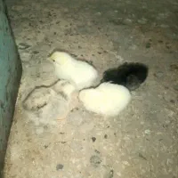 مرغ مینیاتوری کاکولی