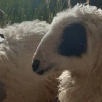 بره ماده هفت ماهه