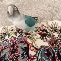 فروش طوطی برزیلی