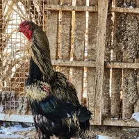 خروس و دوتا مرغ لاری و تعدادی کبوتر بوشهری