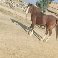 اسب فروشی|اسب و تجهیزات اسبسواری|قم, جمکران|دیوار