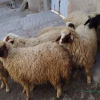 فروش ۷عدد بره ماده سنجابی|حیوانات مزرعه|کرمانشاه, |دیوار