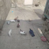 تعداد ۹عدد کبوتر شهرستانی بصورت یکجا