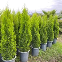 لاوسون زباله|گل و گیاه طبیعی|خرم‌آباد (تنکابن), |دیوار