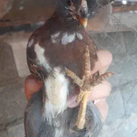 فروش جوجه گلین ۳۵ روزه|حیوانات مزرعه|قائمشهر, |دیوار