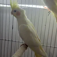 عروس با تخم|پرنده|بندرعباس, |دیوار