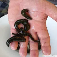 فروش زالو ارایشی وبهداشتی