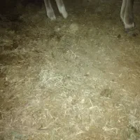 کود گاوی گوسفندی|گل و گیاه طبیعی|بم, |دیوار