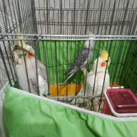 عروس هلندی مولد