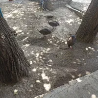 سه تا مرغ شاخدار سه تاش ۵ تومن