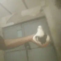 کبوتر پرشی م ع ا و ض ه|پرنده|باوی, |دیوار