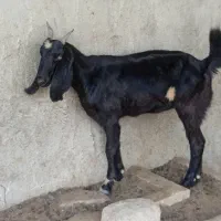 کهره نرچاق وتیشترچاق