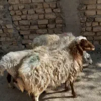 گوسفند سفید