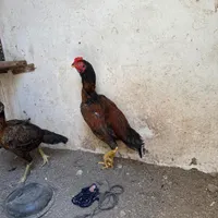 جوجه مرغ وخروس لاری ترک