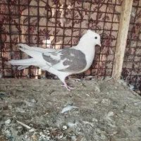 کبوتر|پرنده|زارچ, |دیوار