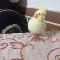 عروسهلندیماده|پرنده|یاسوج, |دیوار