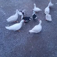 اردک شمالی|حیوانات مزرعه|بیرانوند, |دیوار