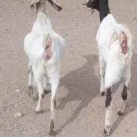 بز پاکستانی پازن نربز کهره|حیوانات مزرعه|رونیز, |دیوار