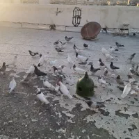 کبوتر فروشی بوم یکجا