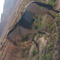 اسب|اسب و تجهیزات اسب‌سواری|آبگرم, |دیوار