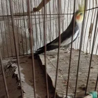 عروس هلندی نر مست